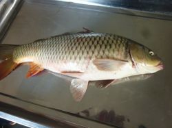 CARP