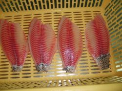 SKINON TAIL TILAPIA