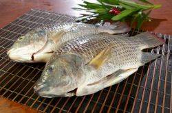 GS TILAPIA